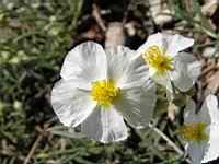 Helianthemum apenninum subsp Apenninum (fam Cistacees) (Europe sud et sud-ouest) (4) (Photo F. Mrugala)